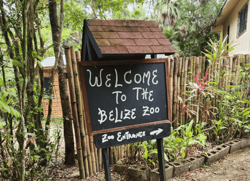 How to Get to Belize Zoo