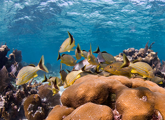 Snorkel With Sharks (Safely!)