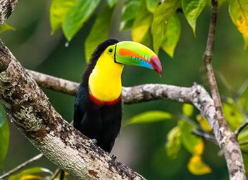 Experience Belizean Wildlife