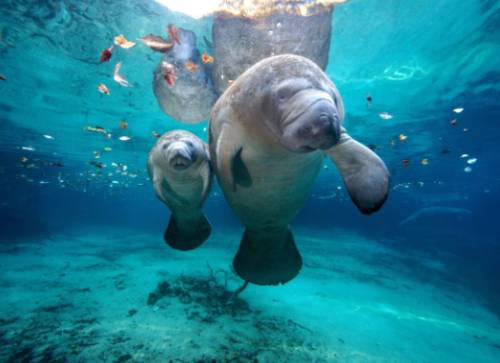 Manatee Encounters
