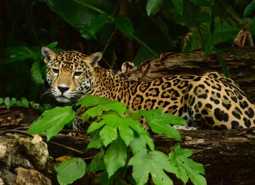 Jaguar Territory