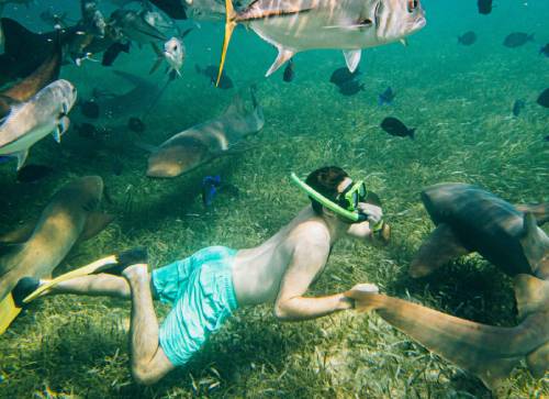Marine Life