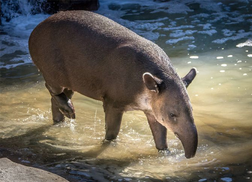 Baird's Tapir