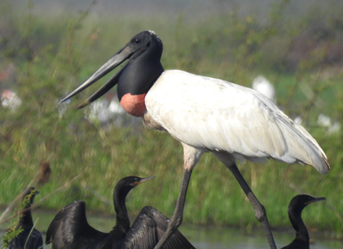 Crooked Tree Wildlife Sanctuary (Belize District)