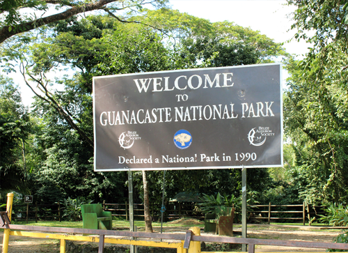 Guanacaste National Park (Near Belmopan)