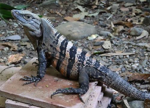 Reptiles