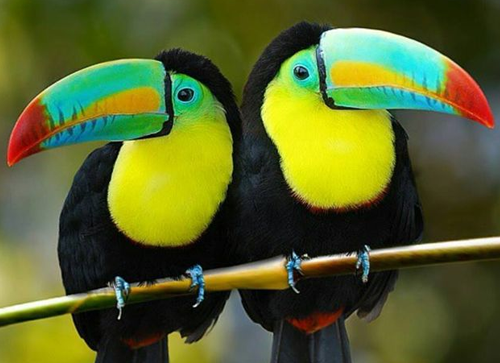 Social Behavior: A Bird of Many Friends