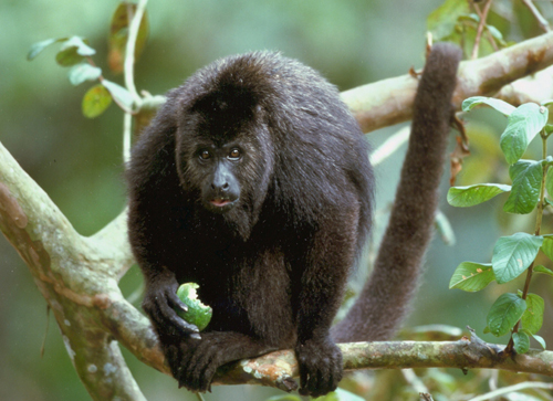 Wildlife Encounters in August