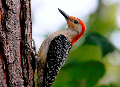 Birds in rain