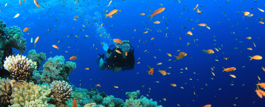 Reef Snorkeling & Beach Vibes