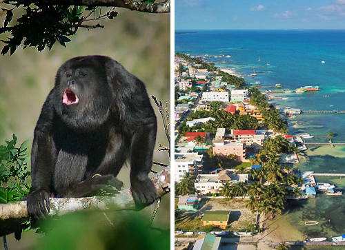 Howler Monkeys + Journey to Caye Caulker