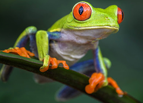Frogs & Amphibians