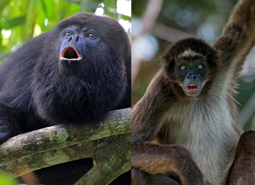 Howler Monkeys & Spider Monkeys