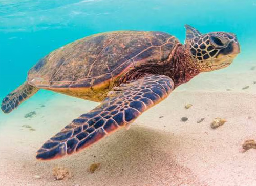 Snorkeling