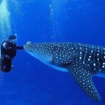 Best-Time-to-Visit-Belize-for-Whale-Shark-Watching