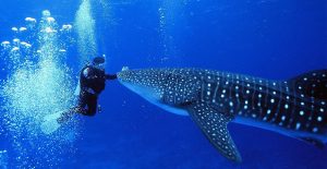 Best-Time-to-Visit-Belize-for-Whale-Shark-Watching
