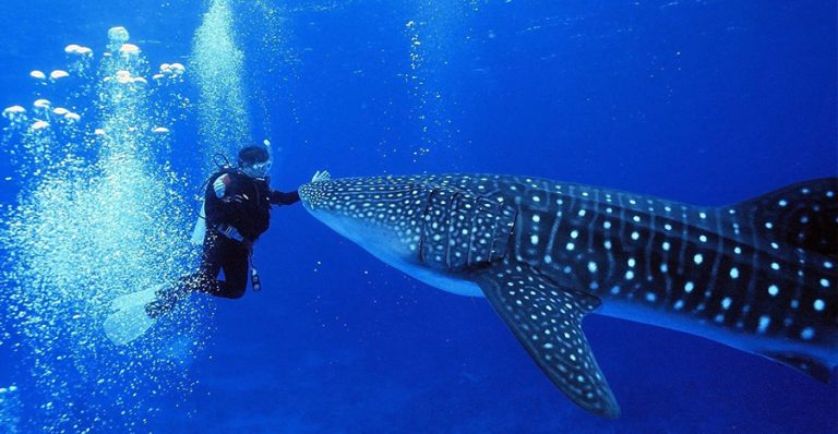 Best-Time-to-Visit-Belize-for-Whale-Shark-Watching