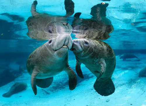 Gales Point Manatee