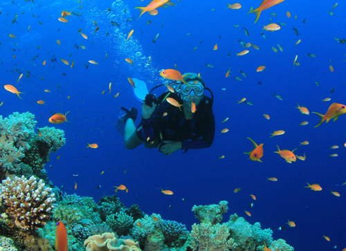 Where and How to See Whale Sharks in Belize
