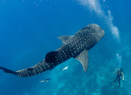 When Is Whale Shark Season in Belize?