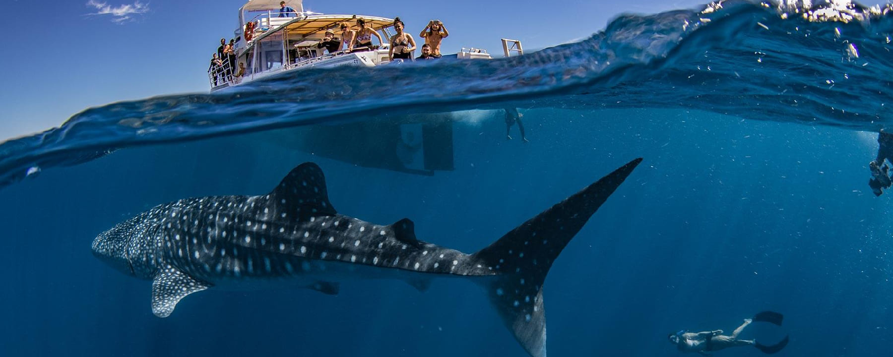 Whale Shark Diving (Best: April to June)