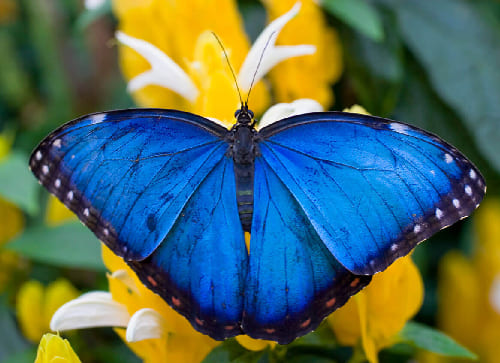 Blue Morpho Butterfly Farm (San Ignacio)