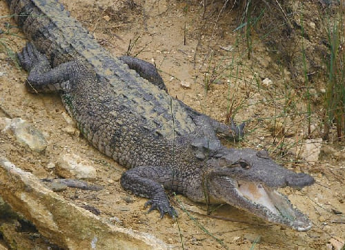 American Crocodile Education Sanctuary (ACES – Punta Gorda)