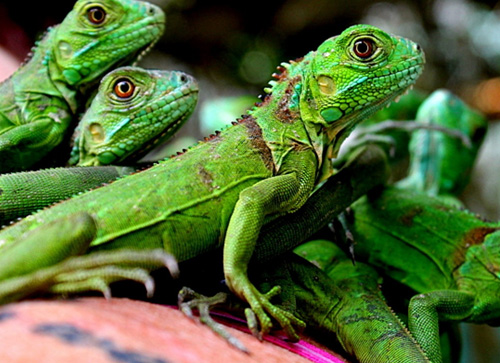 Green Iguana Conservation