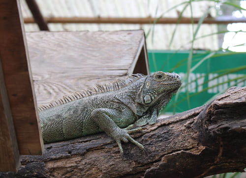 The Green Iguana Conservation Project (San Ignacio)