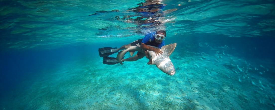 Snorkeling with Sharks