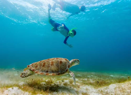 Sea Turtle Interpretive Center at Hol Chan Marine Reserve (Ambergris Caye)