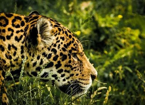 Active Wildlife Encounters