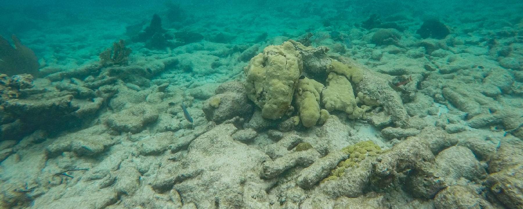 Lamanai by Jungle River Safari