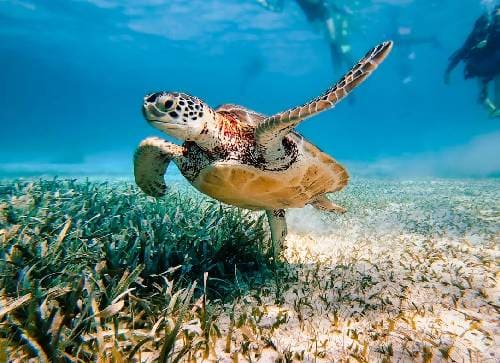 Hol Chan Marine Reserve – The Classic Belize Snorkeling Experience