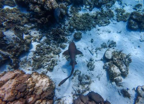 Shark Ray Alley – Swim with Gentle Giants