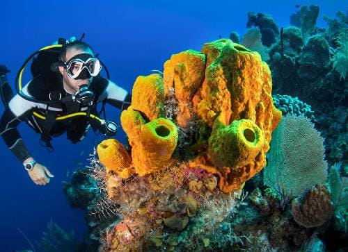 Turneffe Atoll – Diverse Ecosystem Near Belize City