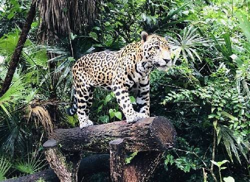 The Belize Zoo – A Rainy Day Classic