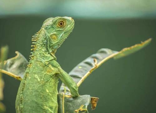 Green Iguana Conservation Project – San Ignacio’s Hidden Gem