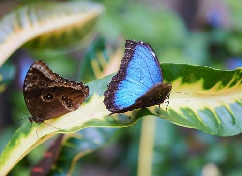 The Butterfly Farm at Chaa Creek