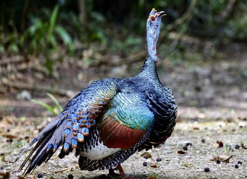Belize Bird Rescue – Rain-Proof Wildlife Encounters