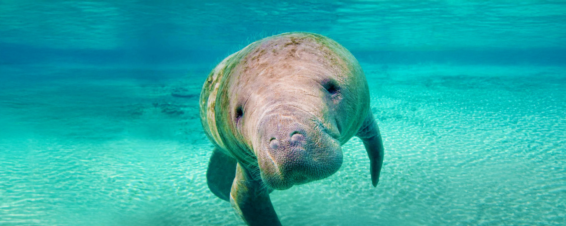 Manatees in Belize