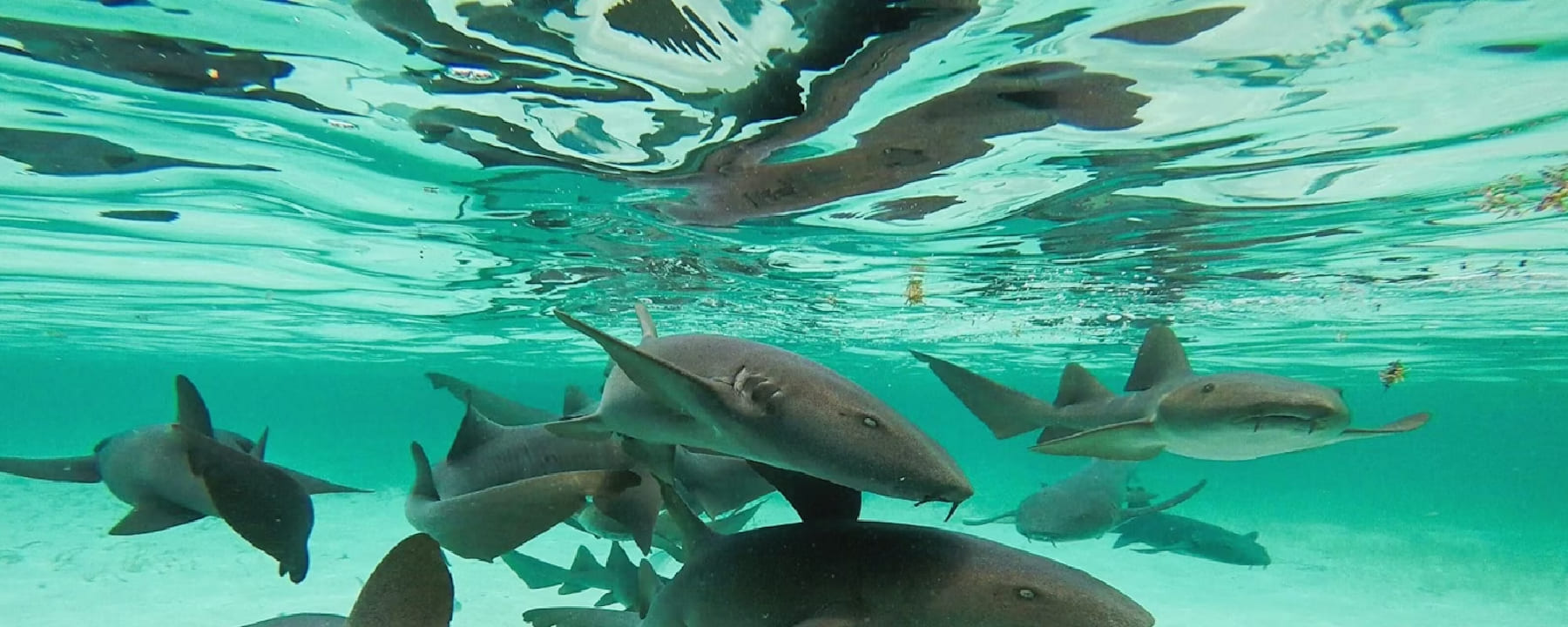 Hol Chan Marine Reserve & Shark Ray Alley Snorkel Tour – Ambergris Caye