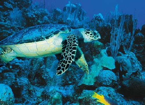 Snorkeling the Belize Barrier Reef