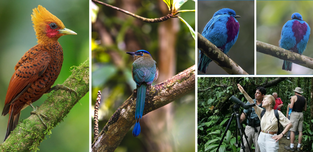 dry-season-birdwatching-in-belize-december-bird-guide-belize-on-top