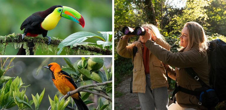 Best Birding Hotspots in Belize for a January Vacation